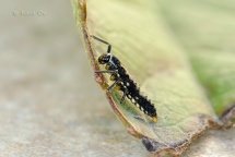 Propylea quatuordecimpunctata larvae (3)